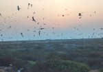 حلقه گذاری پرندگان مهاجر تابستان گذران در استان بوشهر انجام شد