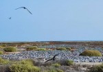 ۵۷ هزار جفت پرنده تابستان‌گذران در جزیره «نخیلو» سرشماری شد