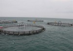 تولید ماهی پرورشی در استان بوشهر ۵ برابر می‌شود