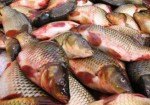 ظرفیت تولید ماهی پرورشی کشور افزایش می‌یابد