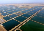 زیرساخت‌های آبزی‌پروری در استان بوشهر تقویت می‌شود