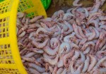 صادرات ٨٨۰٠ تن ماهی و میگو از استان بوشهر/ نظارت بهداشتی انجام شد